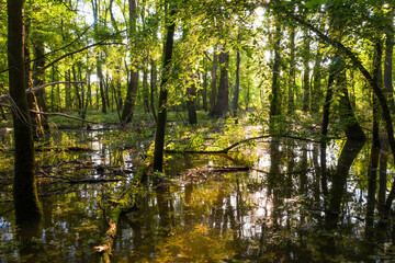 Flooded forest with water standing among trees and sun shining through leafs in summer nature. Harmony in riparian zone with fallen trunks near Moravia river, Zahorie area, Slovakia, Europe.