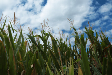 Campo di mais, piante fiorite sotto un cielo azzurro con nuvole