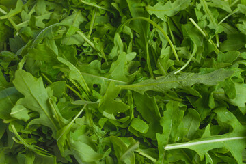 Fresh leaves of arugula.