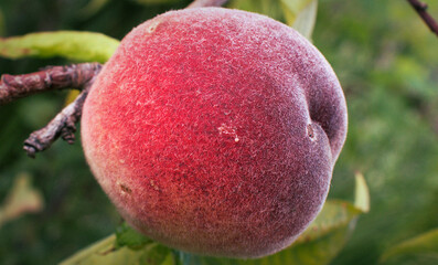 Peach tree with ripe peaches