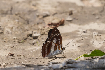 butterfly on the ground