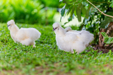 Silkie chicken in garden