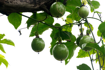 Many green passion fruit on the branch