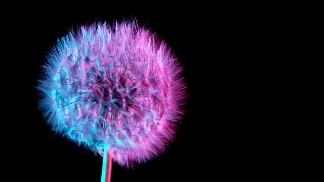 Macro Shot of Dandelion being blown in super slow motion on neon background. Filmed on high speed cinematic camera at 1000 fps.