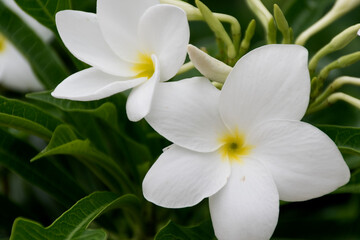 Fototapeta na wymiar Many of the white plumeria flowers have a yellow center.