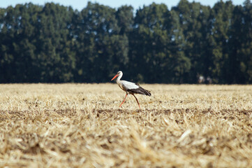 White stork is  hunting on the field. (Ciconia ciconia)