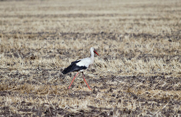 Wild field bird in day time. (Stork or Ciconia ciconia)