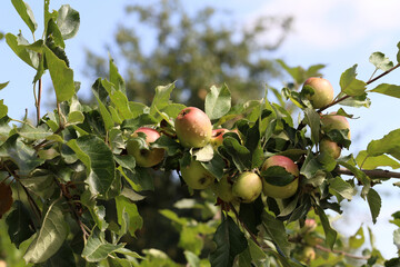 Green apples ripen on tree branches in Summer