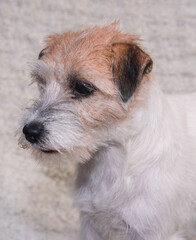 Portrait of a charming Wirehaired Jack Russell Terrier on a light background. An English hunting dog poses and smiles. A dog with a beard. Kennel Jack Russell Terriers.