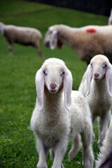 Naklejka premium Cría de oveja blanca en Valle de Stubai (Austria)