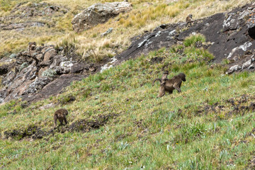 Chacma Baboons in the Royal Natal National Park, Freestate, South Africa