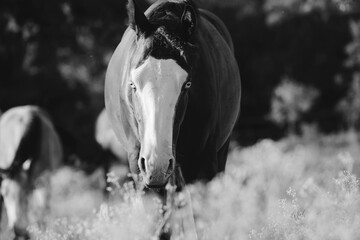 Young yearling filly horse in black and white, lifestyle farm animal portrait.
