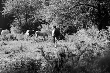 Young horses in the summer woods in black and white