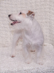 A stand of a stiff-haired Jack Russell Terrier on a light background, an exhibition dog stands side view. An English hunting dog poses and smiles. A dog with a beard. Kennel Jack Russell Terriers.