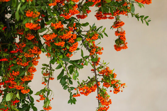 Rowan tree in full bloom against a white wall aronia sorbus acuparia ornamental pomaceous cityscape cluster blossom orange rowan berries