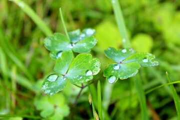 Капли утренней росы