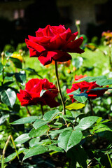 Red Roses