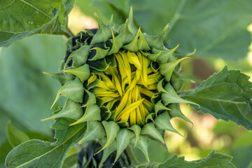 sunflowers coming into bloom on a summer's day