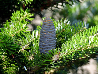 cones of a coniferous tree called fir commonly planted in parks and squares in the city of Białystok in Podlasie in Poland