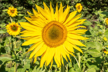 beautiful exotic sunflowers on a summers day