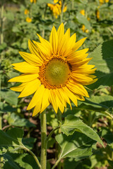 Fototapeta premium beautiful exotic sunflowers on a summers day