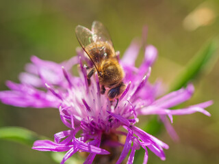 Close-up of western honey bee extracting nectar from brown knapweed flower (Centaurea jacea). Apis mellifera. Selective focus, blurred background.