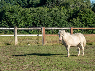 little white pony and her shadow