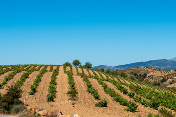 Fototapeta na wymiar vineyard in the mountains of southern Spain