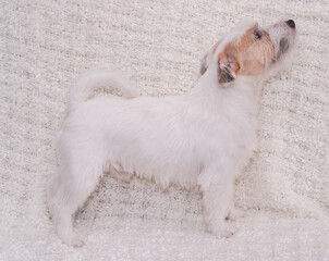 A stand of a stiff-haired Jack Russell Terrier on a light background, an exhibition dog stands side view. An English hunting dog poses and smiles. A dog with a beard. Kennel Jack Russell Terriers.