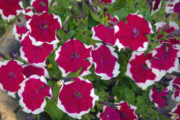 Flowerbed with multicoloured petunias. Image of colourful petunia flowers.