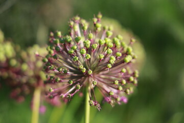Allium Giganteum