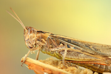 cricket on the stem