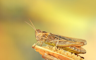 cricket on the stem