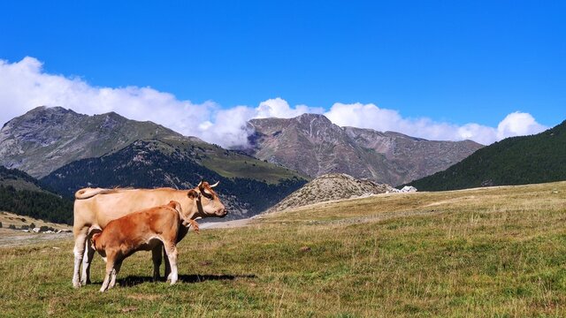 Vaca, becerro  y naturaleza