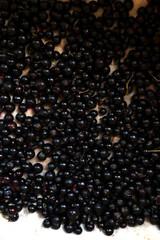 Black currant on the fabric