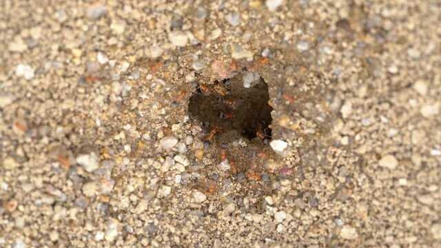 Macro time lapse overview of fire ant nest at Mojave Desert in California