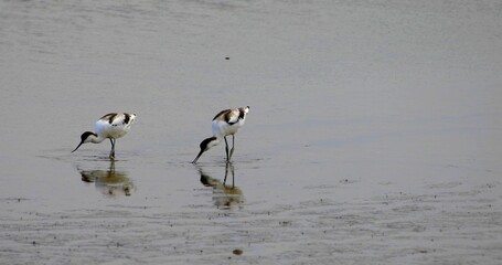 Photo of two black and white Herons which are fishing