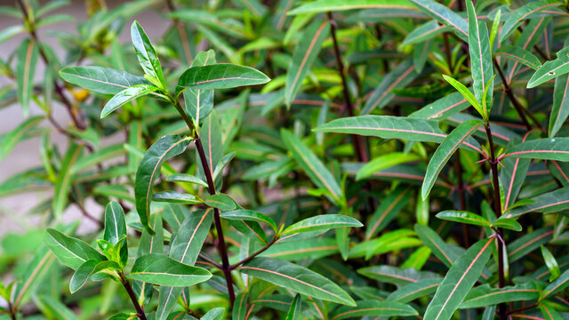 Folk herbs,Barleria lupulina Lindl flower, Asia folk medicine.