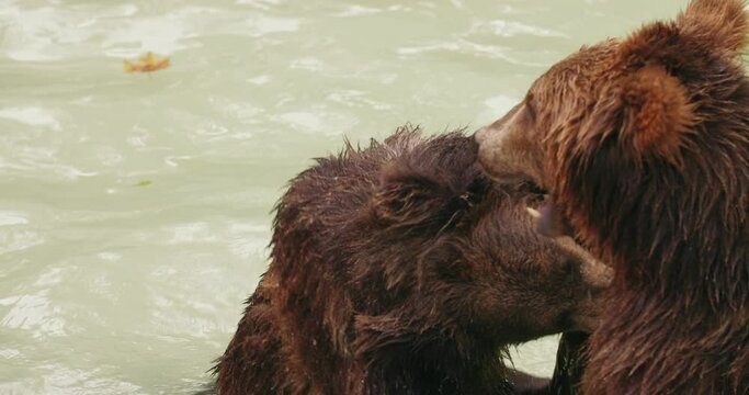 Close up of two naughty black bears playing a fighting in the pond playing water at summer day