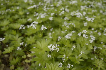 Closeup Galium odoratum known as sweetscented bedstraw with blurred background in garden