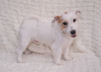 A stand of a stiff-haired Jack Russell Terrier on a light background, an exhibition dog stands side view. An English hunting dog poses and smiles. A dog with a beard. Kennel Jack Russell Terriers.