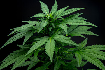 Cannabis leaves of a plant on dark background.