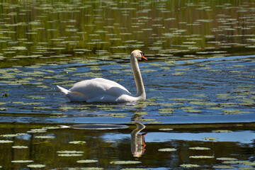 Fototapeta premium White swan among yellow water lilies.