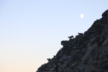 Kozice górskie w świetle księżyca - Tatry Wysokie, Słowacja