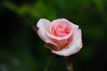 Pink rose on tree beautiful with waterdrop brightness in valentine day