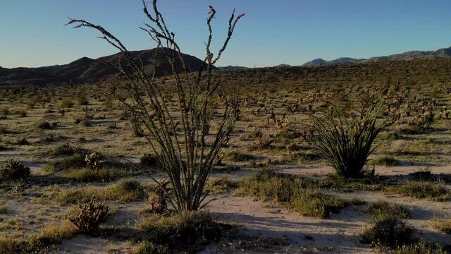 Cinematic aerial flyover of Ocotillo cactus at Anza Borrego Desert State Park in Southern California