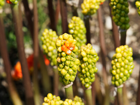 (Arum italicum) Italienische Aronstab. Fruchtst&auml;nde, die im Herbst leuchtend rote Beeren tragen