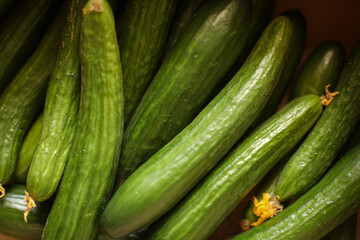 lots of green cucumbers, beautiful cucumbers, a crop of cucumbers