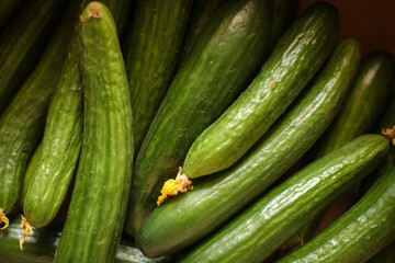 lots of green cucumbers, beautiful cucumbers, a crop of cucumbers