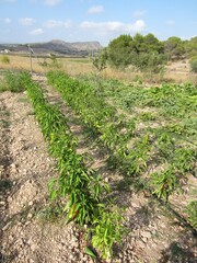 Fototapeta na wymiar pepper plants in field